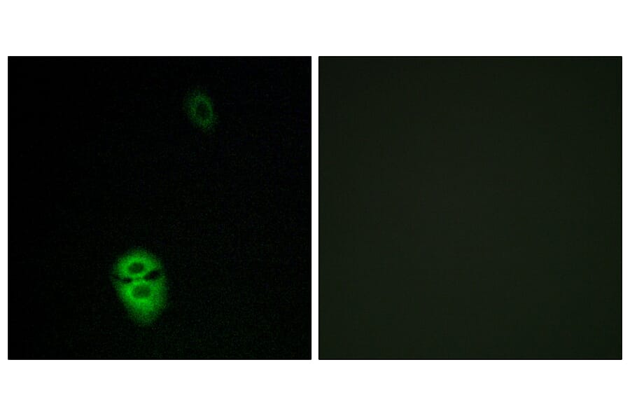 Immunofluorescence - Anti-OR4K17 Antibody (G607) - Antibodies.com