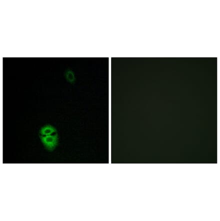 Immunofluorescence - Anti-OR4K17 Antibody (G607) - Antibodies.com