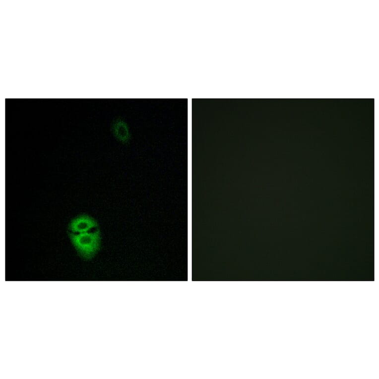 Immunofluorescence - Anti-OR4K17 Antibody (G607) - Antibodies.com