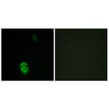 Immunofluorescence - Anti-OR4K17 Antibody (G607) - Antibodies.com