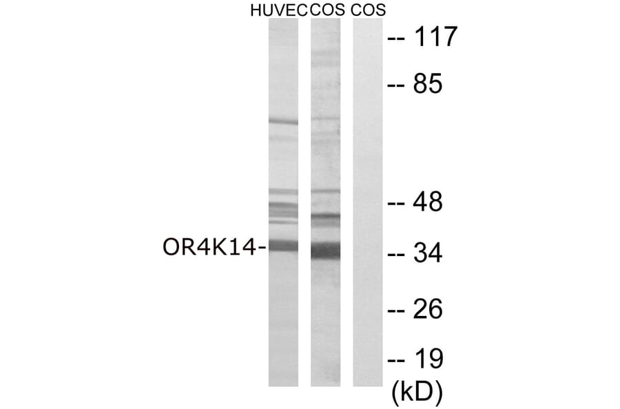 Western Blot - Anti-OR4K14 Antibody (G679) - Antibodies.com