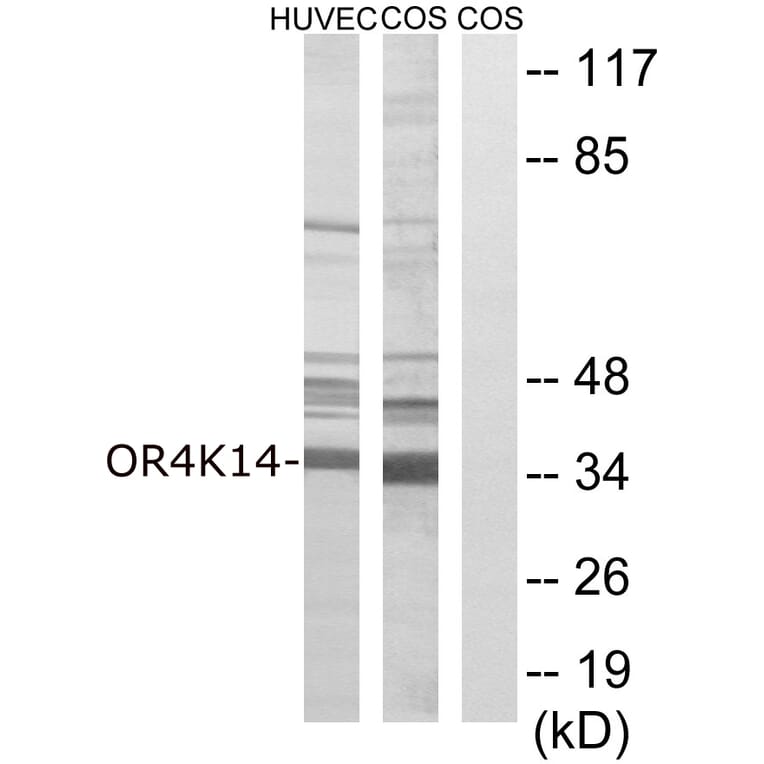 Western Blot - Anti-OR4K14 Antibody (G679) - Antibodies.com