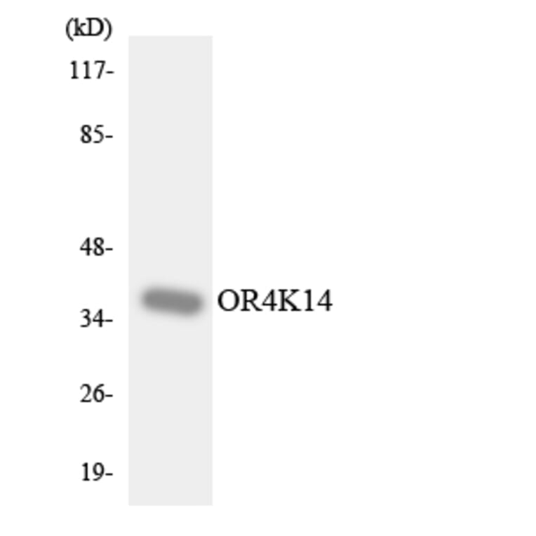 Western Blot - Anti-OR4K14 Antibody (R12-3191) - Antibodies.com