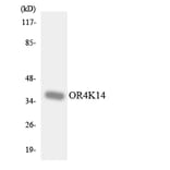 Western Blot - Anti-OR4K14 Antibody (R12-3191) - Antibodies.com