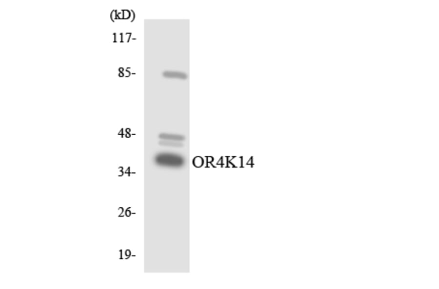 Western Blot - Anti-OR4K14 Antibody (R12-3192) - Antibodies.com