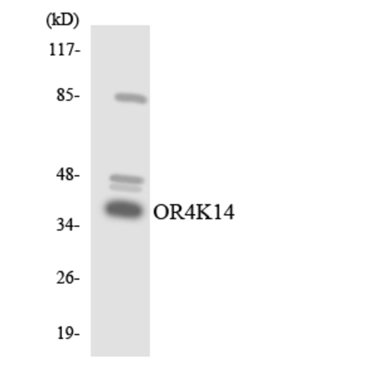 Western Blot - Anti-OR4K14 Antibody (R12-3192) - Antibodies.com