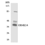 Western Blot - Anti-OR4K14 Antibody (R12-3192) - Antibodies.com