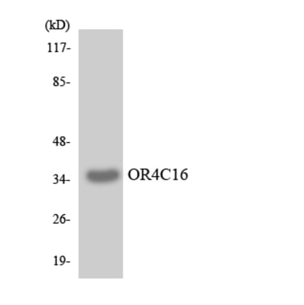 Western Blot - Anti-OR4C16 Antibody (R12-3185) - Antibodies.com