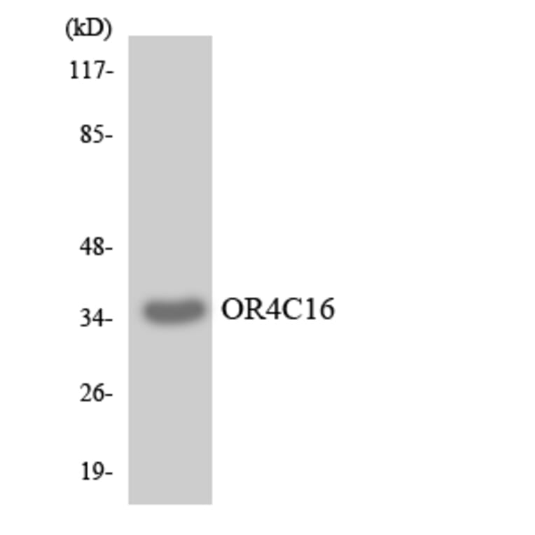 Western Blot - Anti-OR4C16 Antibody (R12-3185) - Antibodies.com