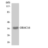 Western Blot - Anti-OR4C16 Antibody (R12-3185) - Antibodies.com