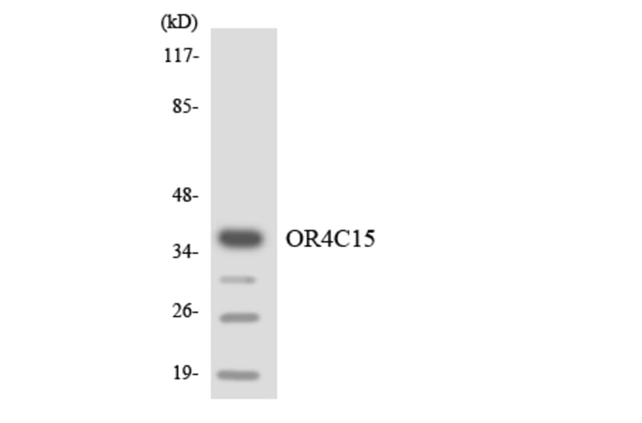 Western Blot - Anti-OR4C15 Antibody (R12-3184) - Antibodies.com