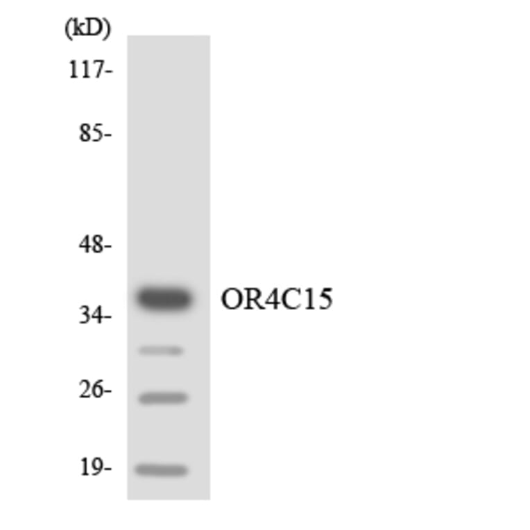 Western Blot - Anti-OR4C15 Antibody (R12-3184) - Antibodies.com