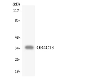 Western Blot - Anti-OR4C13 Antibody (R12-3183) - Antibodies.com