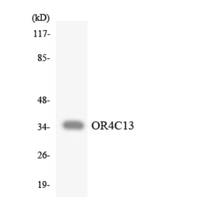 Western Blot - Anti-OR4C13 Antibody (R12-3183) - Antibodies.com