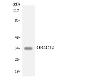 Western Blot - Anti-OR4C12 Antibody (R12-3182) - Antibodies.com