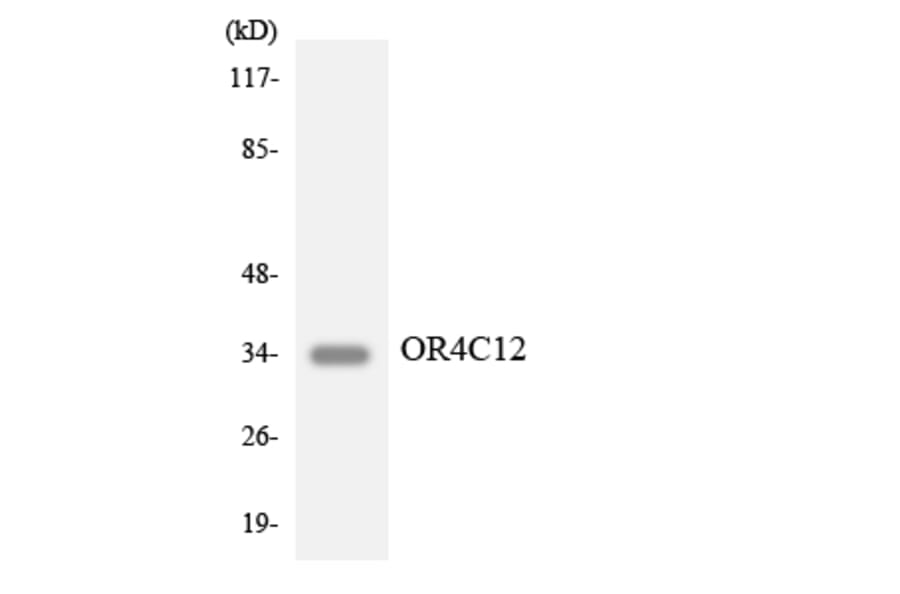 Western Blot - Anti-OR4C12 Antibody (R12-3182) - Antibodies.com