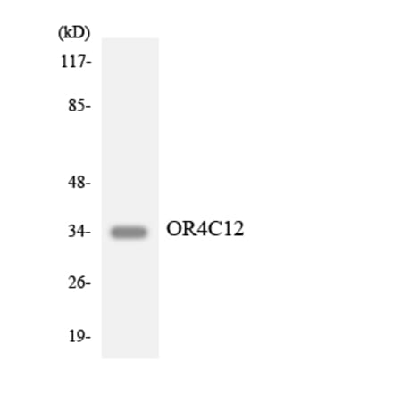 Western Blot - Anti-OR4C12 Antibody (R12-3182) - Antibodies.com