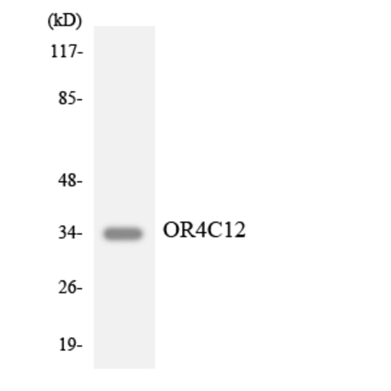 Western Blot - Anti-OR4C12 Antibody (R12-3182) - Antibodies.com