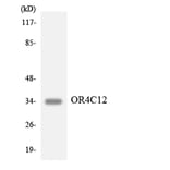 Western Blot - Anti-OR4C12 Antibody (R12-3182) - Antibodies.com