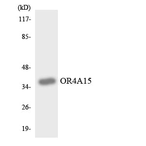 Western blot analysis of the lysates from HeLa cells using Anti-OR4A15 Antibody.