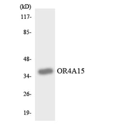 Western Blot - Anti-OR4A15 Antibody (R12-3179) - Antibodies.com