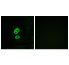 Immunofluorescence - Anti-OR2T10 Antibody (G436) - Antibodies.com