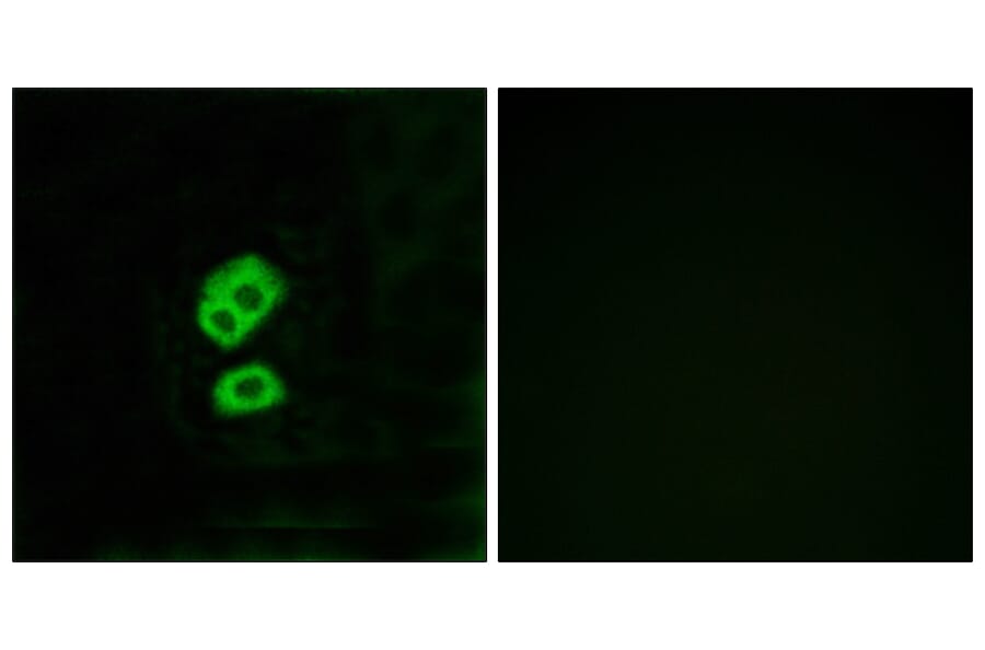 Immunofluorescence - Anti-OR2T10 Antibody (G436) - Antibodies.com