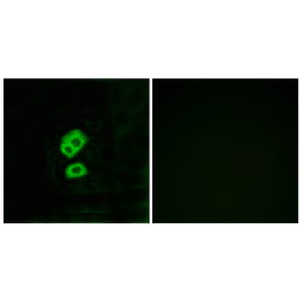 Immunofluorescence - Anti-OR2T10 Antibody (G436) - Antibodies.com