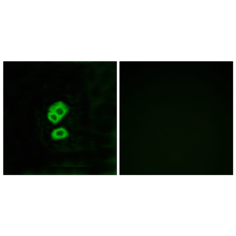 Immunofluorescence - Anti-OR2T10 Antibody (G436) - Antibodies.com