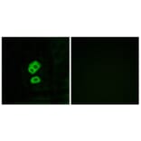 Immunofluorescence - Anti-OR2T10 Antibody (G436) - Antibodies.com