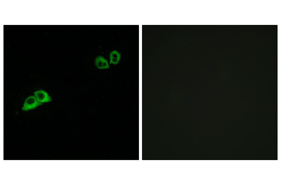 Immunofluorescence - Anti-OR2AT4 Antibody (G841) - Antibodies.com