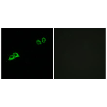Immunofluorescence - Anti-OR2AT4 Antibody (G841) - Antibodies.com