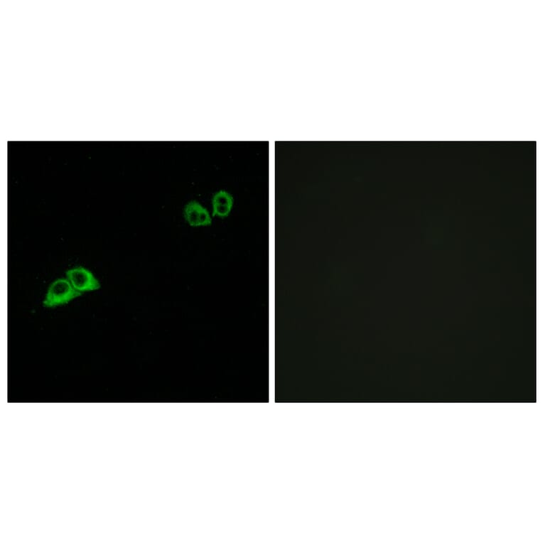 Immunofluorescence - Anti-OR2AT4 Antibody (G841) - Antibodies.com
