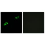 Immunofluorescence - Anti-OR2AT4 Antibody (G841) - Antibodies.com