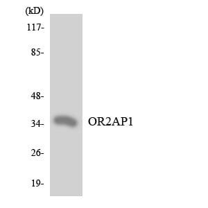 Western blot analysis of the lysates from HT 29 cells using Anti-OR2AP1 Antibody.