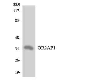 Western Blot - Anti-OR2AP1 Antibody (R12-3162) - Antibodies.com