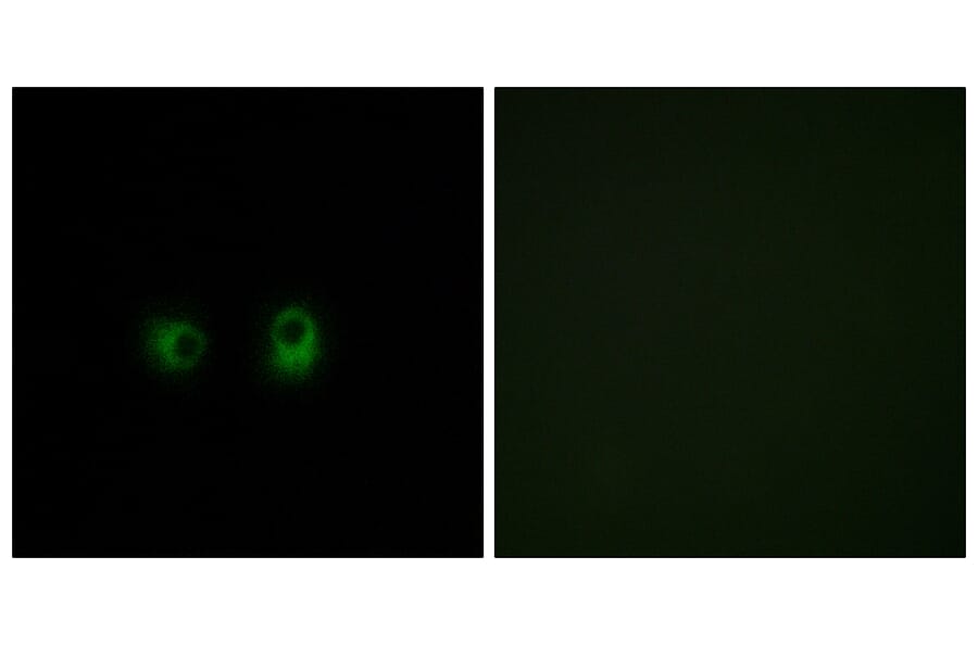 Immunofluorescence - Anti-OR2AK2 Antibody (G434) - Antibodies.com