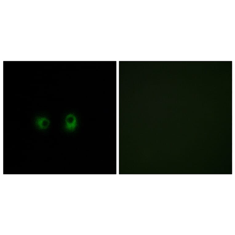 Immunofluorescence - Anti-OR2AK2 Antibody (G434) - Antibodies.com