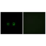 Immunofluorescence - Anti-OR2AK2 Antibody (G434) - Antibodies.com