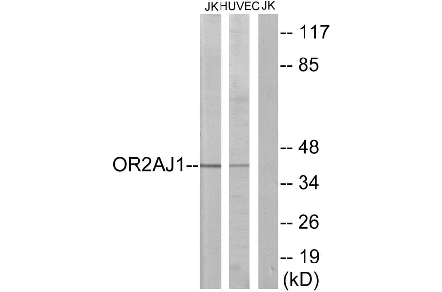 Western Blot - Anti-OR2AJ1 Antibody (G433) - Antibodies.com