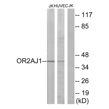 Western Blot - Anti-OR2AJ1 Antibody (G433) - Antibodies.com