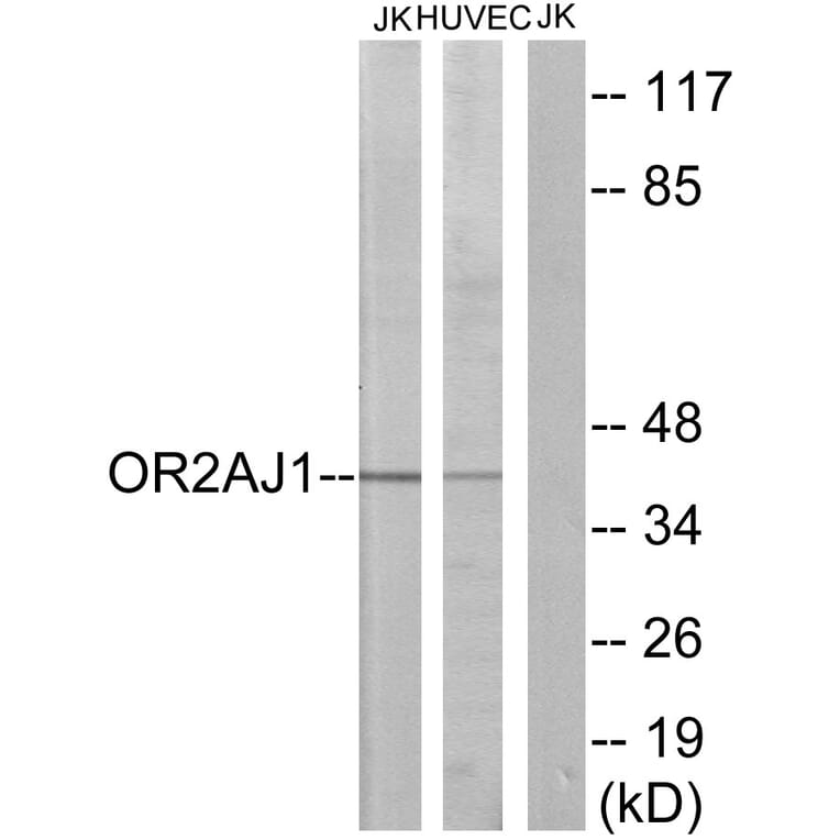 Western Blot - Anti-OR2AJ1 Antibody (G433) - Antibodies.com