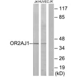 Western Blot - Anti-OR2AJ1 Antibody (G433) - Antibodies.com