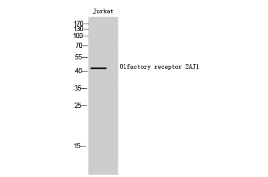Western Blot - Anti-OR2AJ1 Antibody (G433) - Antibodies.com