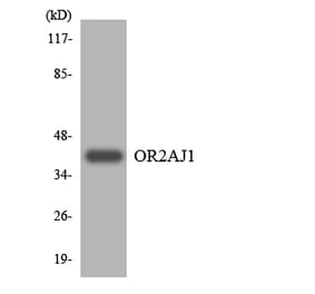 Western Blot - Anti-OR2AJ1 Antibody (R12-3161) - Antibodies.com