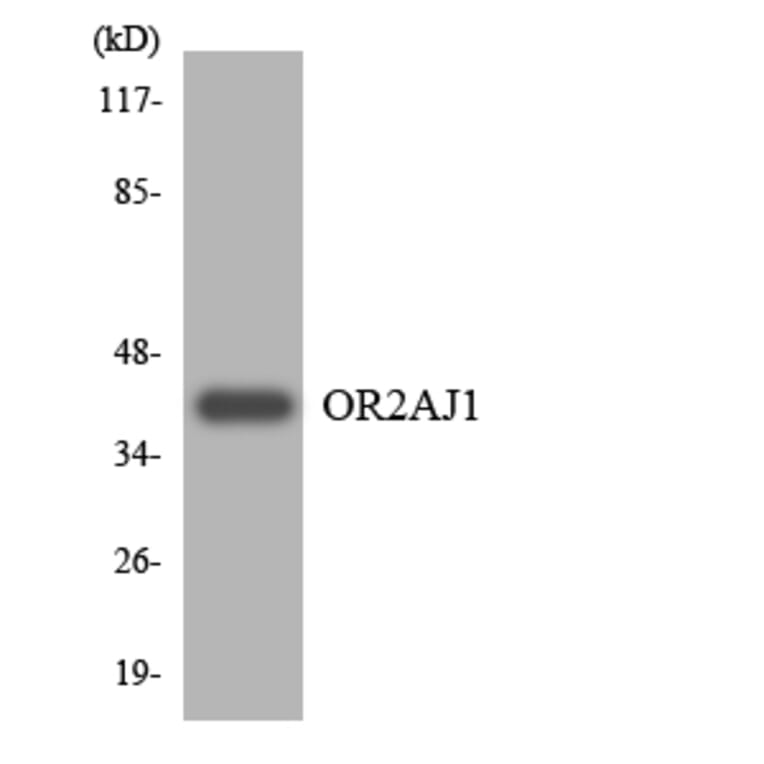 Western Blot - Anti-OR2AJ1 Antibody (R12-3161) - Antibodies.com