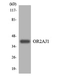 Western Blot - Anti-OR2AJ1 Antibody (R12-3161) - Antibodies.com