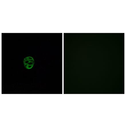 Immunofluorescence - Anti-OR2AE1 Antibody (G537) - Antibodies.com
