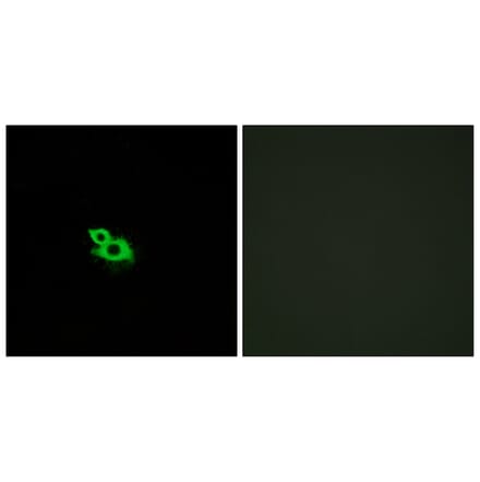 Immunofluorescence - Anti-OR2A42 Antibody (G431) - Antibodies.com