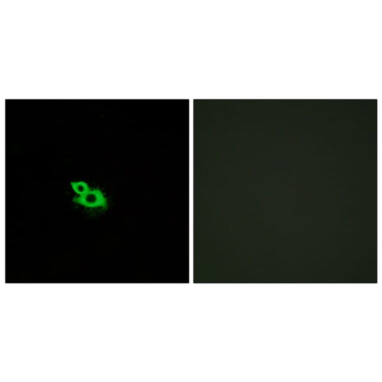 Immunofluorescence - Anti-OR2A42 Antibody (G431) - Antibodies.com